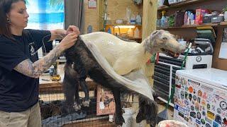 Full assembly of a black coyote taxidermy mount