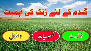 benefits  of zinc in wheat crop زنک استعمال کرنے کا ٹھیک وقت اور طریقہ Mr plant