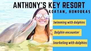dolphin swim & snorkel  dolphin encounter  roatan honduras