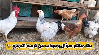 سؤال وجواب عن تربية الدجاج