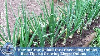 How To Grow Onions & Harvest Onions