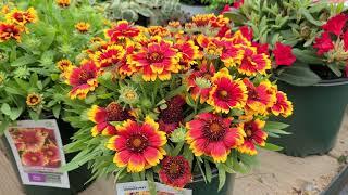 Gaillardia Arizona Sun & Celebration Blanket FlowerBOLD Colorful NATIVE Perennial Varieties