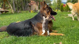 Giant German Shepherd Gets Attacked By Fearless Kittens