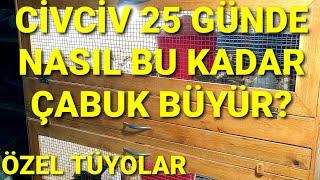 KAYIPSIZ CİVCİV BÜYÜTMEK İSTEYENLER BURAYA ÖLDÜRMEDEN SAĞLIKLI VE HIZLI NASIL CİVCİV BAKILIR.