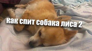 как спит собака лиса 2