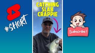 Catching Slab Crappie #Shorts