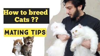 Cat Mating Tips  How to breed Cats  Why Cat Refuses to breed