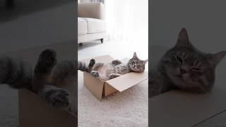 Why Do Cats Love Boxes? The Science Behind the Feline Obsession  #science #animalfacts #cat