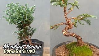 Membuat bonsai cemara silver sederhana langsung jadi