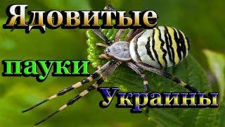 Какие ядовитые пауки водятся в Украине? Как спастись от укусов паука