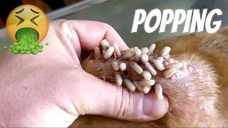 Mango Worm Removal Popping - Maggots in a DOG 