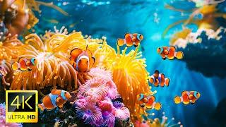 4K Beautiful Underwater Wonders With Relaxing Music For Stress Relief And Sleep - Coral Reefs Fish.