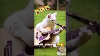 Kucing lucu main gitar.. bikin gemes.. #shorts