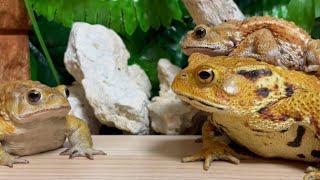 Have you eaten?  【Miyako toad Japanese toad】