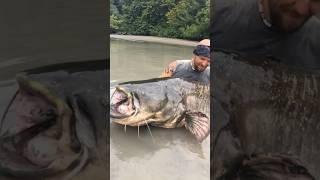 Really BIG FISH  Catfish  Wels  Catch&Release #shorts #short #shortvideo #fishing