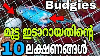 LOVEBIRDS ന്റെ 10 ബ്രീഡിങ്ങ് ലക്ഷണങ്ങൾ10 BREEDING STAGES of BUDGIES  R&B Media