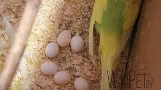 Часть 2  Размножение волнистых попугаев в домашних условиях  уход самца