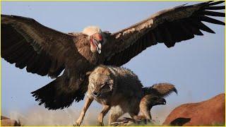 Africa’s vultures in action  Best Attack on prey caught on camera