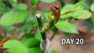 Grafting Plants  Rose grafting - Cleft Grafting  How to graft rose plant