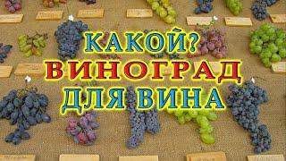 Какой виноград лучше для вина?  Ответы на вопросы подписчиков