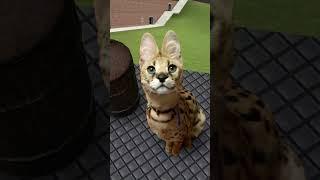 Serval cat Garrys mod meme #gmod #cat #funny