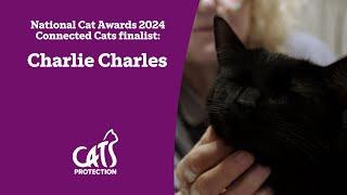 Charlie Charles  The famous cat of Wadebridge  National Cat Awards 2024