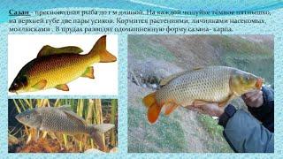 SALDA WS  KILLER FISH &  Таганка  АВТОР - ЗАХМЫЛОВ ГЕОРГИЙ ГЕОРГИЕВИЧ  МОСКВА ЖЕСТЬ