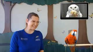 Outstanding Owl Adaptations with Prairie Park Nature Center