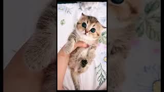 CUTE CATS VIDEO