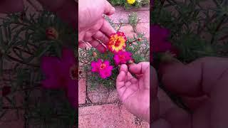 Trying to pollination portulaca flower for take new color flower  #horticulture #garden #shortvideo