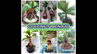 COCONUT BONSAI