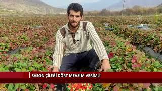 Sason çileği dört mevsim verimli