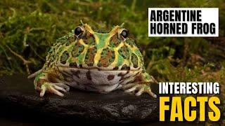 Amazing facts of  Argentine Horned Frog  Interesting Facts  The Beast World