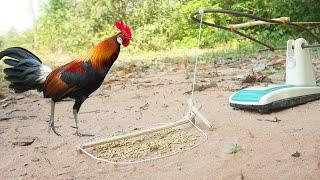 The First Creative DIY Wild Chicken Trap Make From Old Fan & PVC