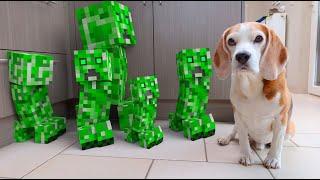 Animations in REAL LIFE vs PUPPY  MINECRAFT CREEPER