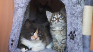 Little Kittens See Cat Tree For The First Time