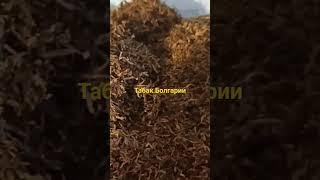Табак болгарии