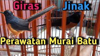 Perbedaan Murai Batu Jinak dan Giras Secara Langsung Beserta Cara Perawatan Tepat nya️