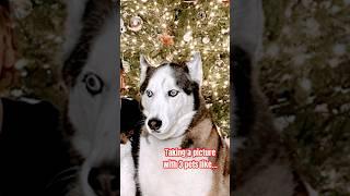 Taking pictures with 3 pets is not easy… MERRY CHRISTMAS ️ #christmas #pets #husky