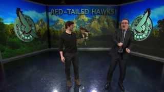 Red-Tailed Hawks Last Week Tonight with John Oliver HBO