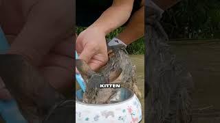 Rescuer saves kitten after heavy rain