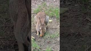 Thumper amd Mama #bunnies #rabbits #cottontail #cute #nature #animals #asmr