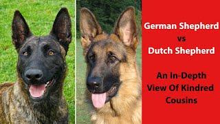 German Shepherd vs Dutch Shepherd An In-Depth View of Kindred Cousins