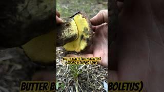 Butter Bolete Butyriboletus Slicing & Tapping ASMR Oddly Satisfying Edible Mushroom