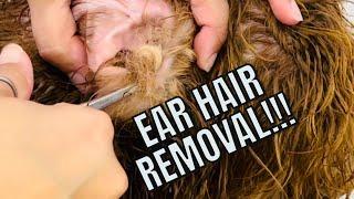 Ear Hair Being Removed from Dogs Ear Ear Hair Pull  OUCH so much hair in one ear