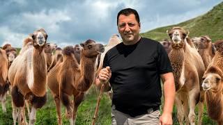 Cheese Making from Camel Milk Secret Recipe for the Best Cheese Ever