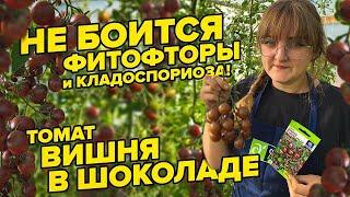 НЕ БОИТСЯ ФИТОФТОРЫ и КЛАДОСПОРИОЗА ТОМАТ ВИШНЯ В ШОКОЛАДЕ. НОВИНКА 2022