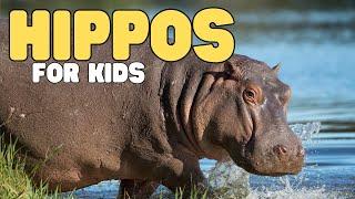Hippos for Kids  Learn all about hippopotamuses