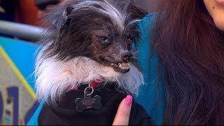 Rescued Dog Wins 26th Annual Worlds Ugliest Dog Competition