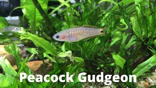 Peacock Gudgeon Spotlight